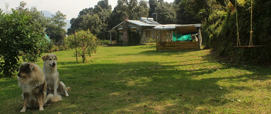 Easy step for accommodation at pet friendly resorts
