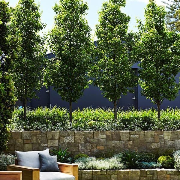 Privacy Trees Chicago