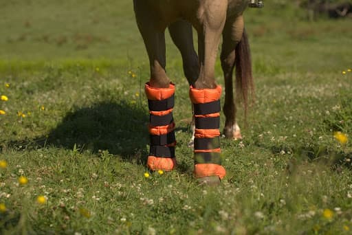 Boots, Wraps & Beyond: Build Your Horse’s Recovery Kit