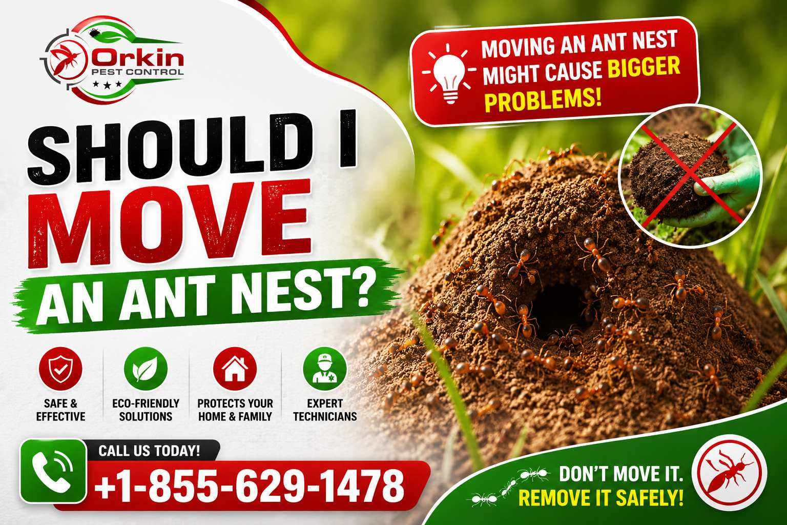 Should I move an ant nest?