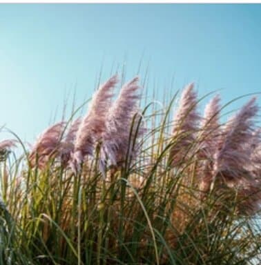 What Is an Online Garden Nursery and Why Should You Buy Plants Online?