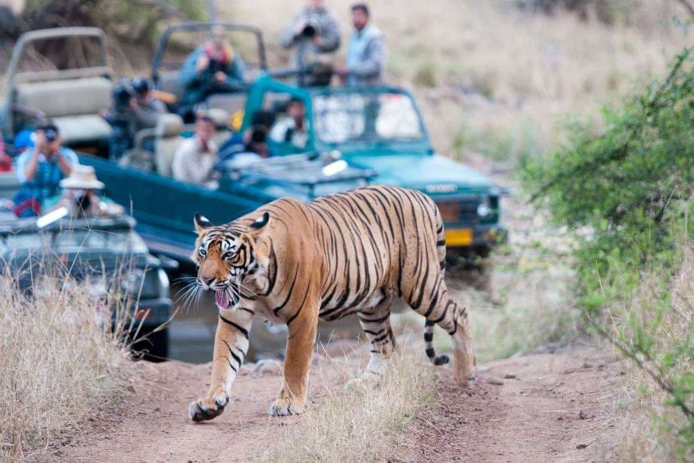 Sawai Madhopur Taxi Service – Safe & Affordable Cab Booking