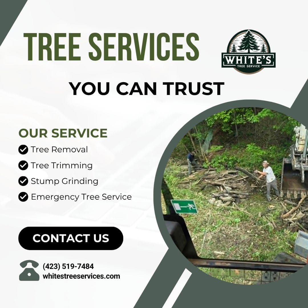 Why Local Matters When You Need Tree Removal in Knoxville