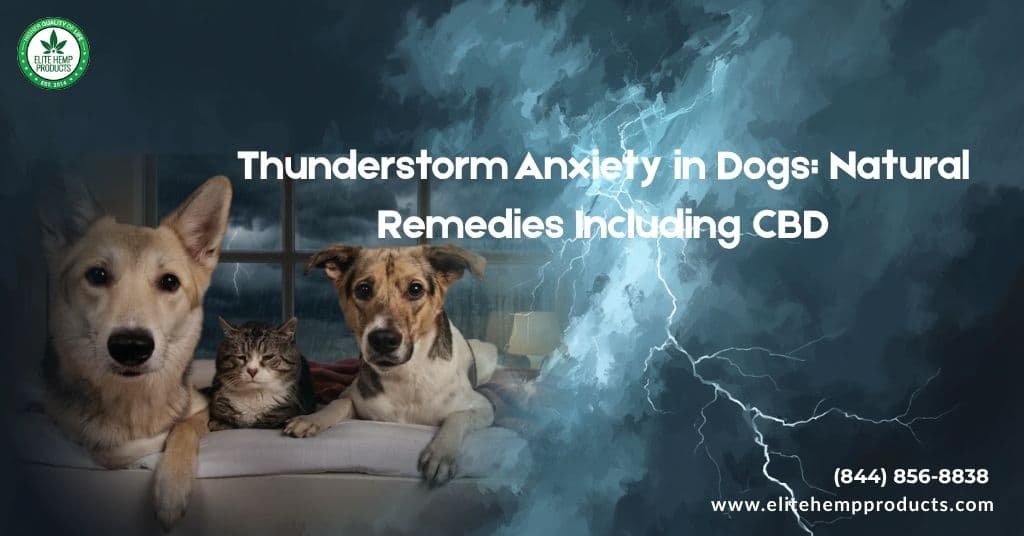CBD Strategies for Stress Relief | Natural Daily Calm & Wellness Tips