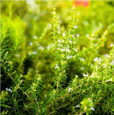 How Can Low Maintenance Groundcover Improve Garden Design?