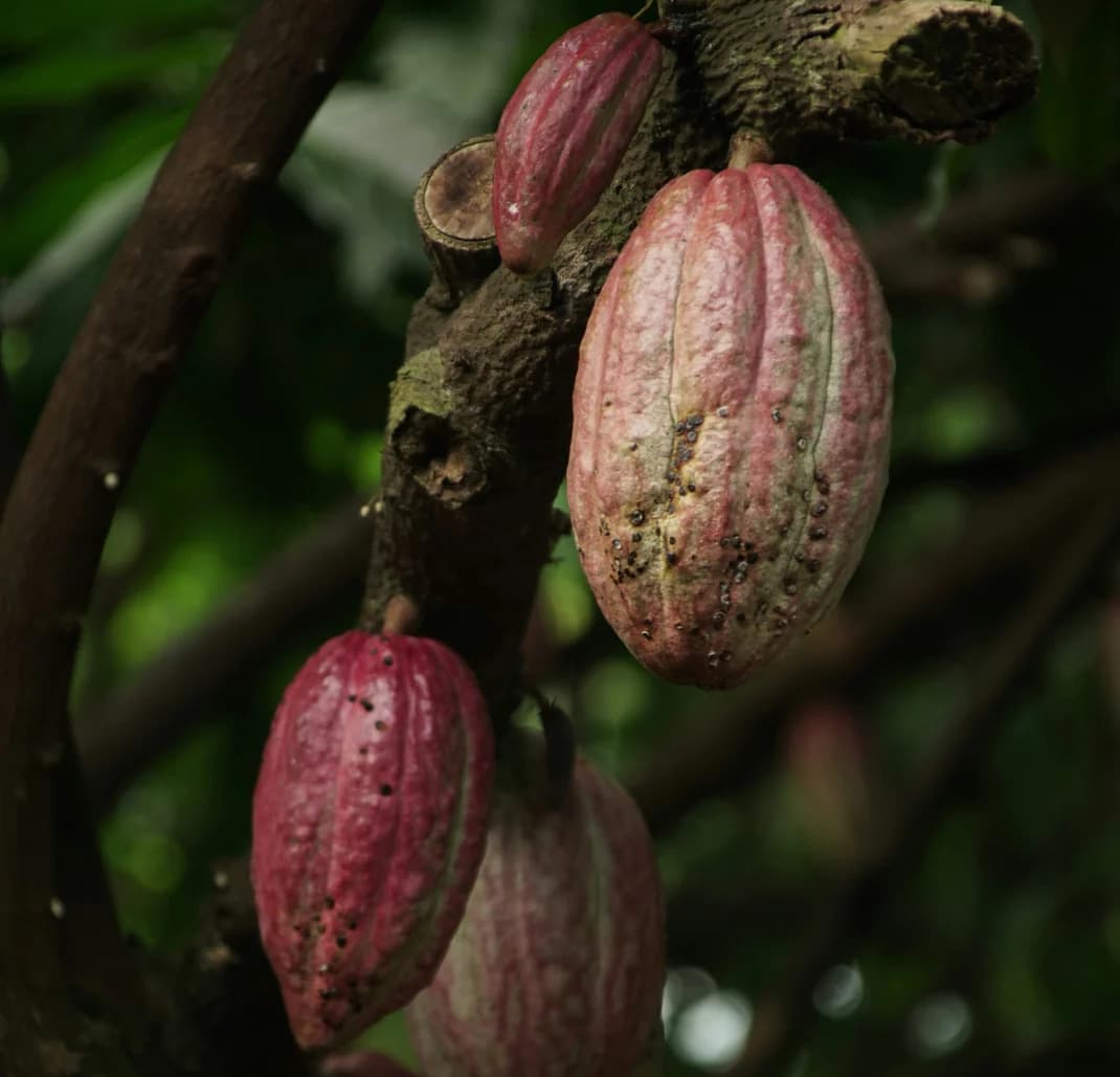 callebaut chocolate uk