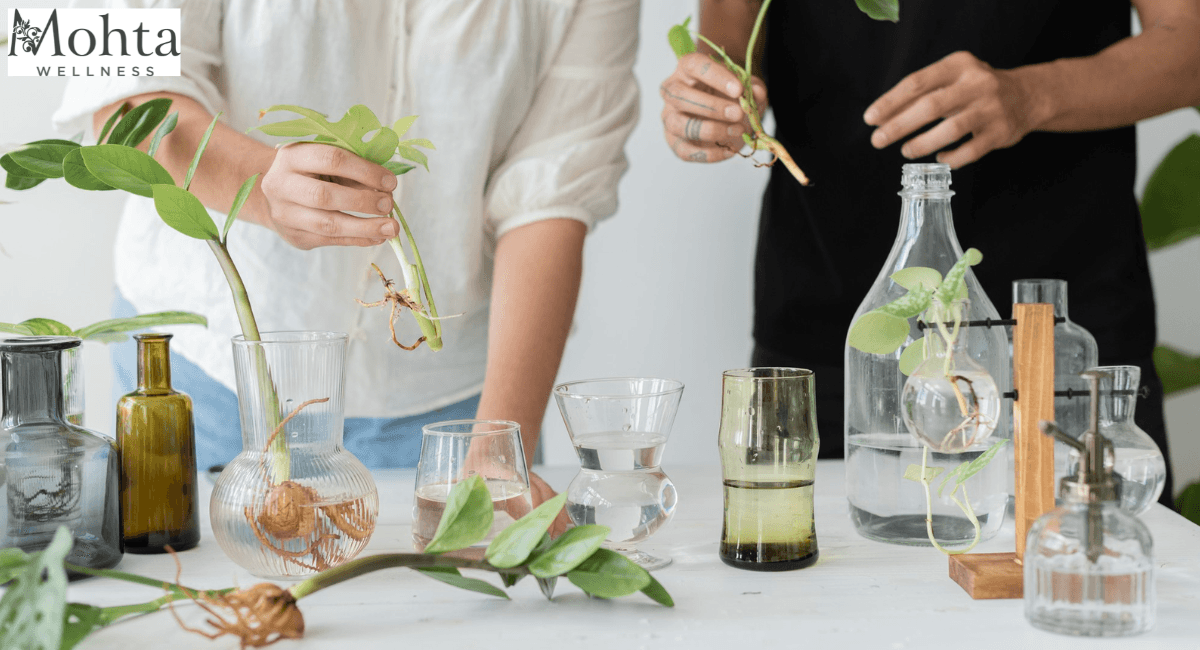 Premium Ayurvedic Medicine Supplier & Manufacturer | Mohta Wellness