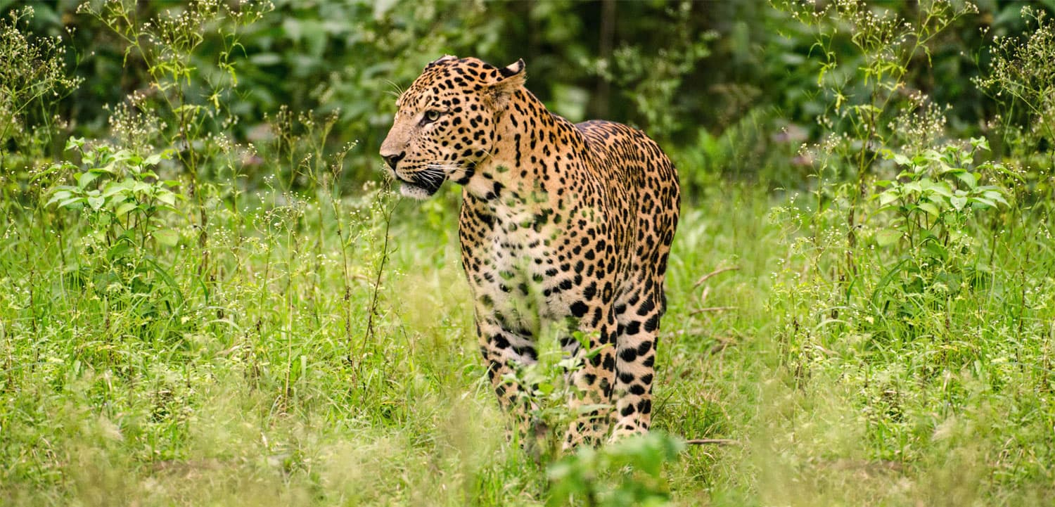 Purna Wildlife Sanctuary: Explore Gujarat’s Forests, Wildlife & Natural Beauty