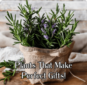 What Makes an Online Garden Nursery a Great Place for Winter Plant Gifts?