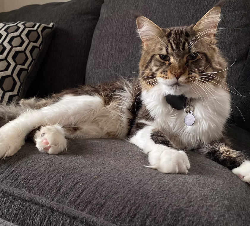 How Can You Find Trusted Maine Coon Breeders?