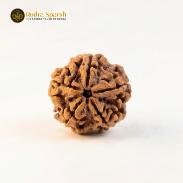 5 Mukhi Rudraksha: The Most Trusted Rudraksha for Peace, Balance, and Spiritual Growth