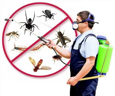 مكافحة البعوض بطرق فعالة وآمنة