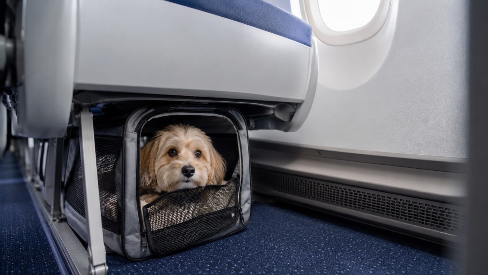 American Airlines Pet Policy Fees, Cargo Costs & How to Fly With Pets