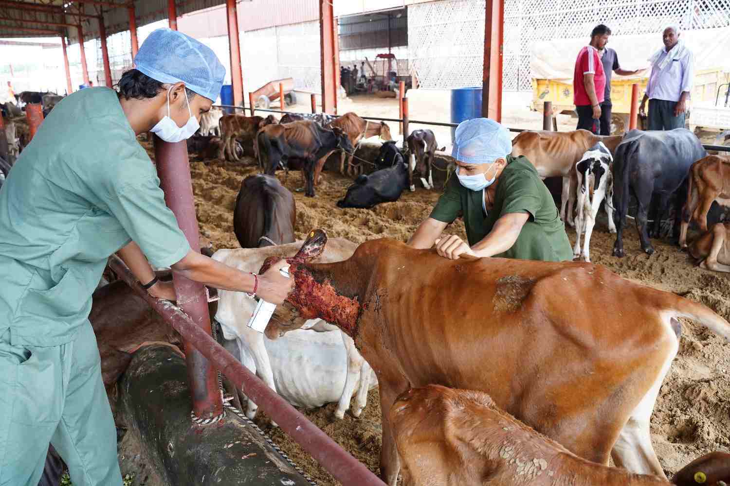 Gaushala in Haryana Supporting Cow Rescue & Care