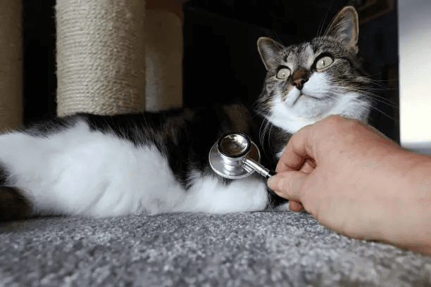What a Senior Cat Ultrasound Can Reveal and When It’s Recommended