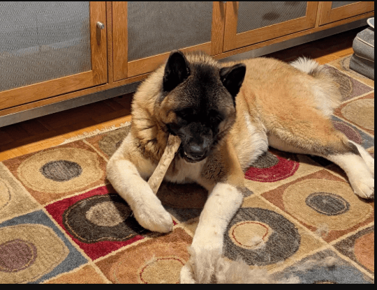 Better Everyday Treats With All Natural Dog Treat Options