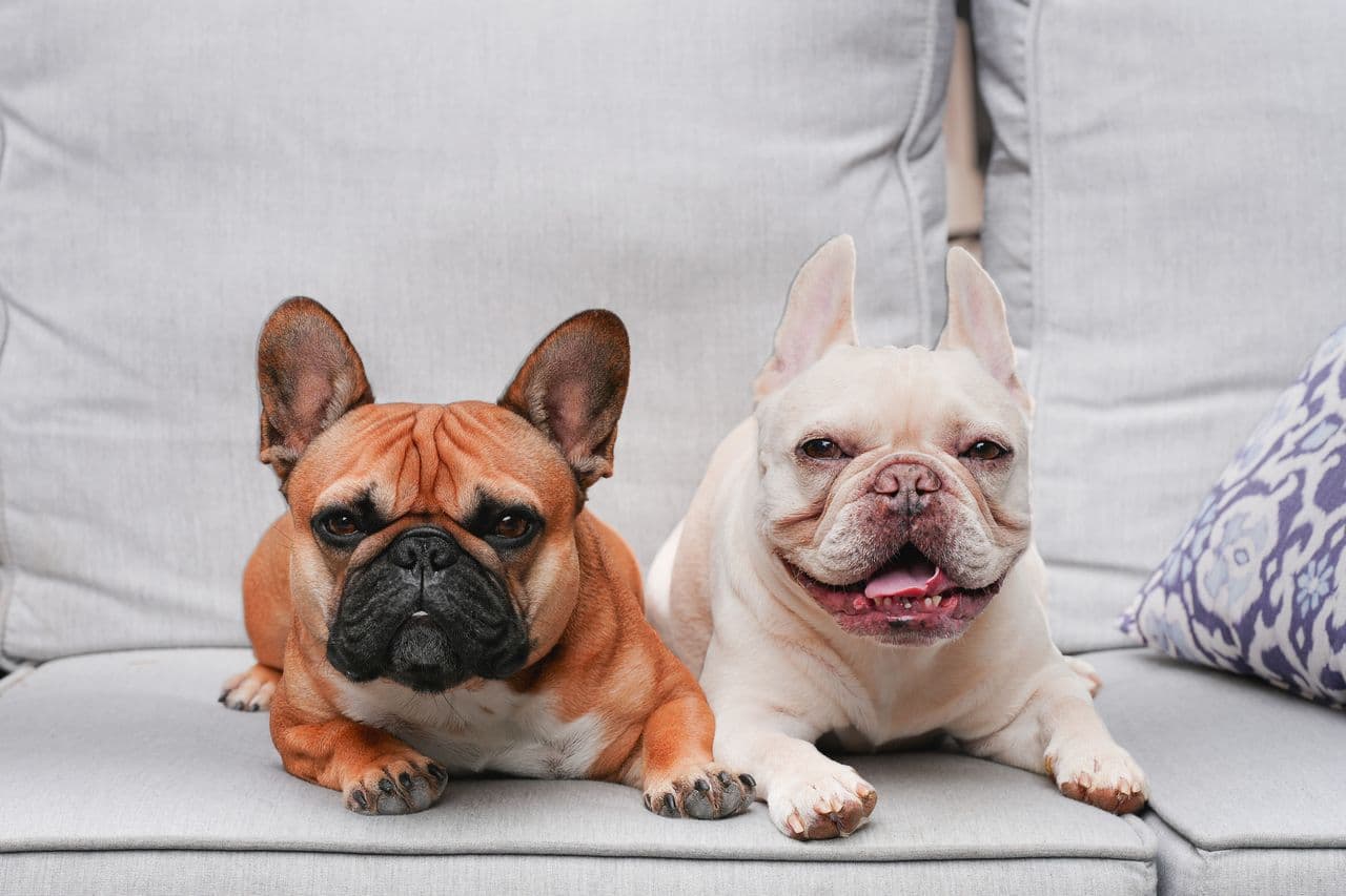My Pet Care Tips