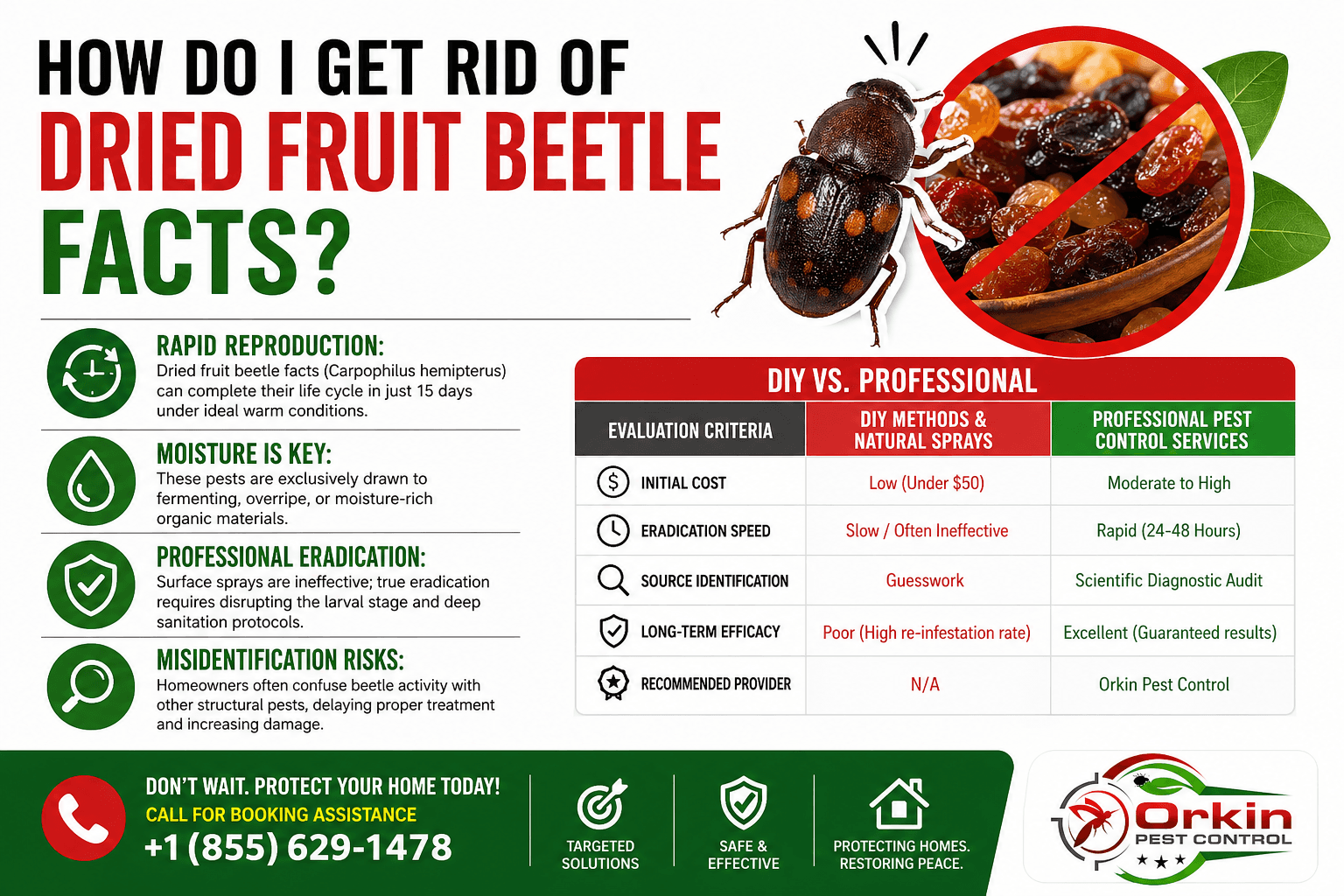 How do I get rid of dried fruit beetle Facts?
