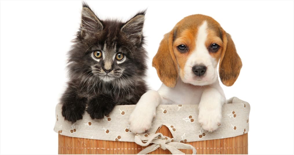 What Should You Check Before Booking Pet Boarding Near You?