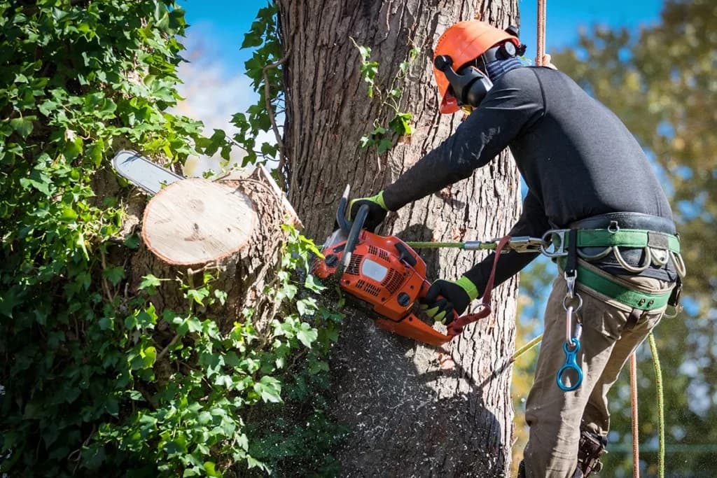 Tree Removals in Lilli Pilli