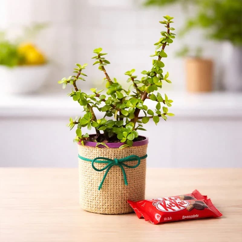 Send Gifts to Noida Online With Same Day and Express Delivery
