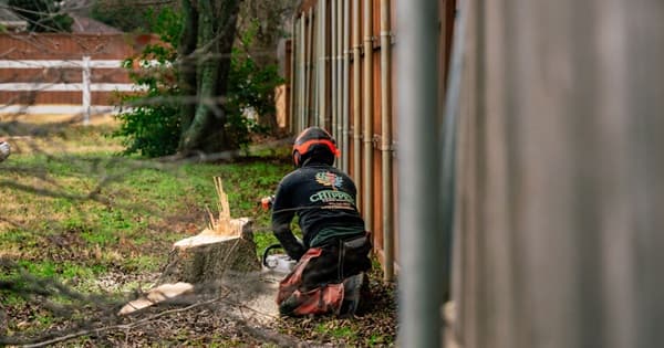 How Much Does Tree Removal Cost? How Much Do Homeowners Pay?