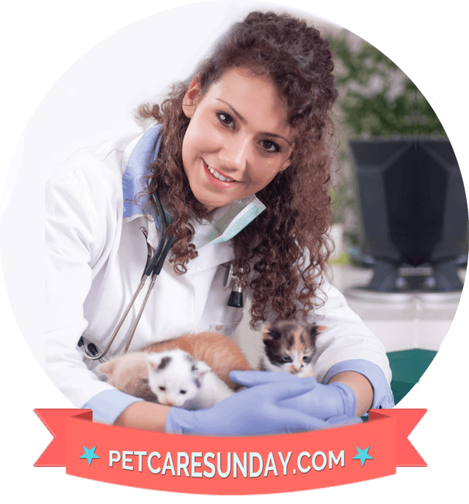 http://petcaresunday.com/simply-nourish-dog-food-reviews/
