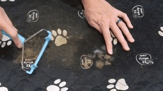 Find the Best Pet Hair Remover for a Fur-Free Home
