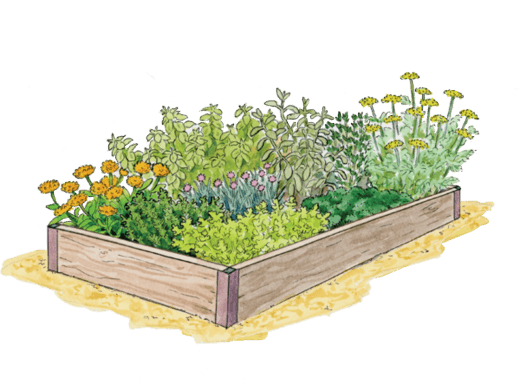 Simplify Your Gardening Journey with Vegetable Garden Design and Management Programs