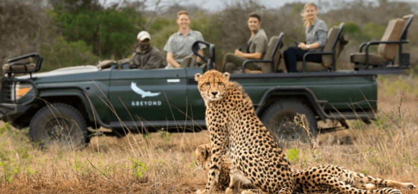 Safari Secrets: Wild Wonders of Southern Africa