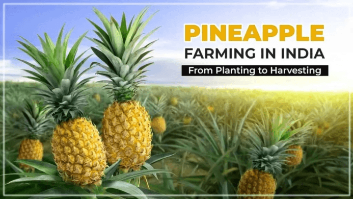 Want to Know More about Pineapple Farming?