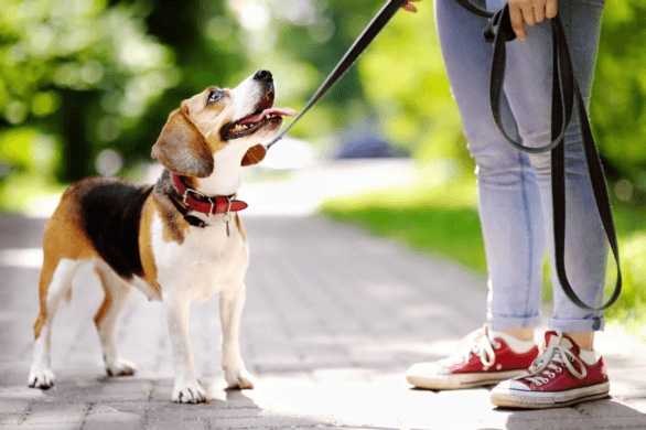Top 5 Essential Dog Training Equipment for Active Dogs: Harnesses, Crates & More
