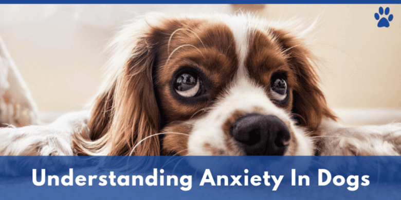 All Anxiety Solutions for Dogs | Anxiety In Dogs