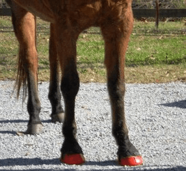 The Benefits of Hoof Boots for Trail Riding