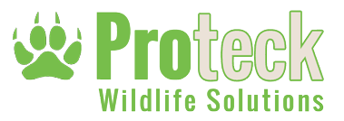Rat Pest Control Solutions in Windermere