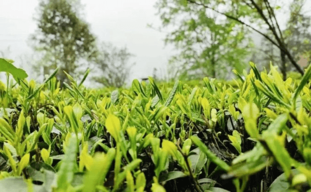 Say Goodbye to the Past with A Cup of Spring Tea