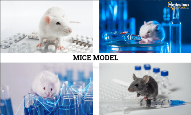 Anticipating Meteoric Surge: Meticulous Research® Forecasts Mice Model Market to Reach $2.48 Billion