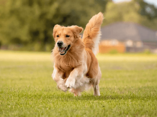 The Pinnacle of Canine Intelligence: A Glimpse into the World of the Smartest Dog Breeds