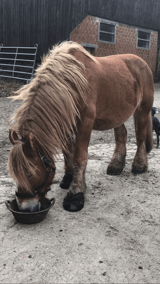 Cost-Effective Hoof Boots: Affordable Protection for Your Horse's Hooves