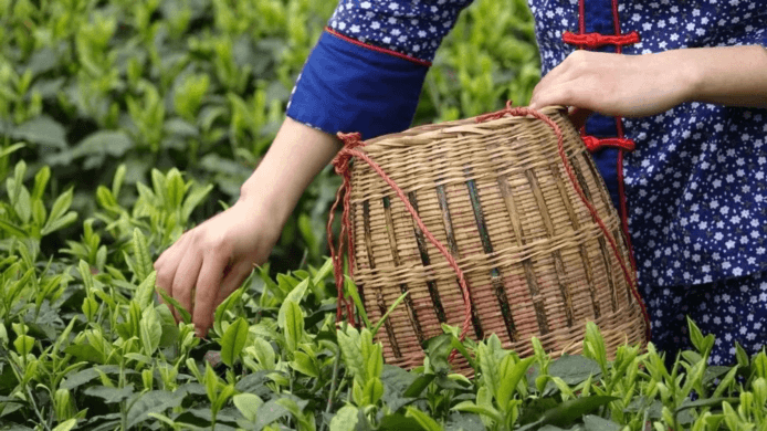 Interpretation of the Current Situation and Prospects of China's Organic Tea Export