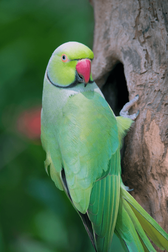 Indian Parrot