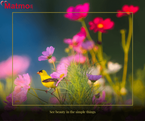 free matrimony website in Himanchal pradesh