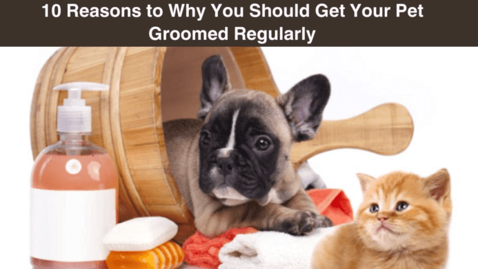 10 Reasons to Why You Should Get Your Pet Groomed Regularly