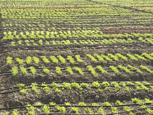 Top 10 Benefits of Organic Farming for the Environment and Consumers