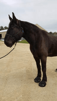 The Ultimate Guide to Horse Hoof Boots for Riding: Protect and Enhance Your Ride