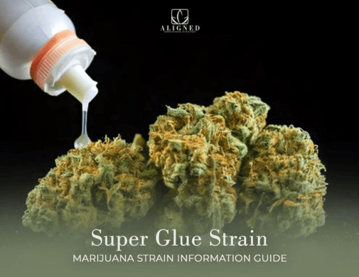 Super Glue Strain: Marijuana Strain Information Guide