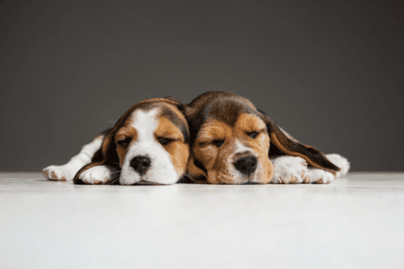 How Helpful Are the Puppy Pads When You Want to Train Your Quadruped