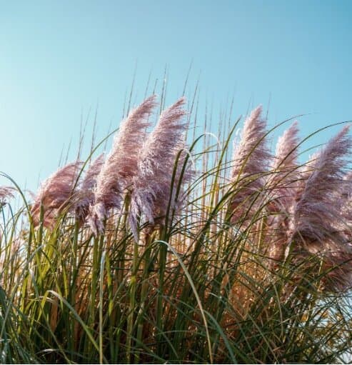 How to Grow and Maintain Pink Pampas Grass 