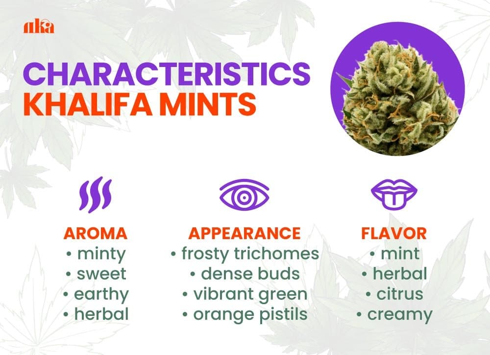 Khalifa Mints Strain Review: Weed Strain Guide