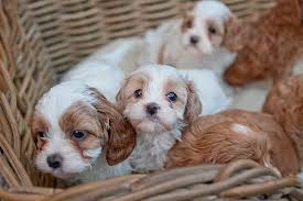 trained cavapoo puppies for sale